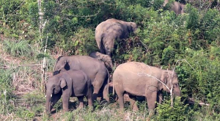 Kawanan Gajah Liar Rusak Kebun Warga di Simpang Kelayang Inhu